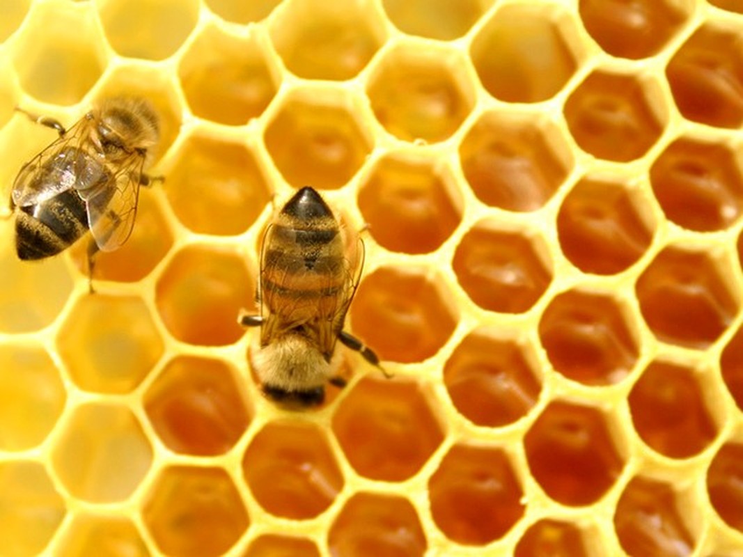 Nhung cam ky khi su dung mat ong ban can biet-Hinh-8